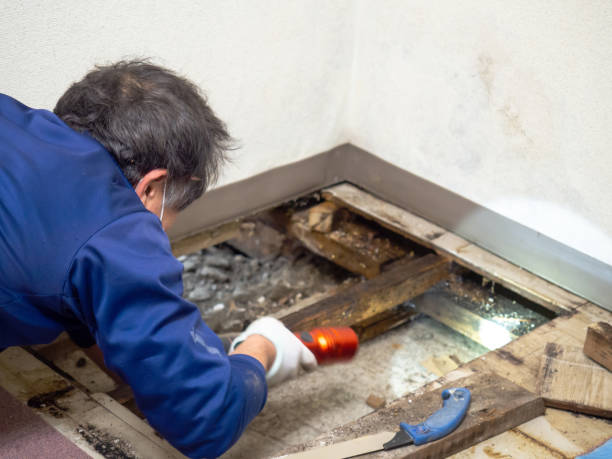  Gresham, OR Mold Removal Pros
