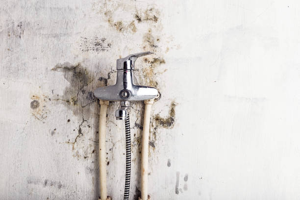 Best Professional Mold Removal  in Gresham, OR