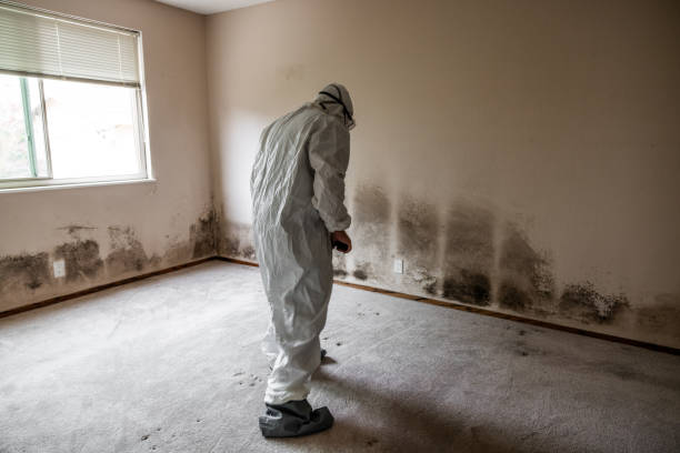 Best Attic Mold Removal  in Gresham, OR