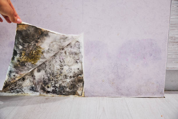 Best Fast Mold Removal  in Gresham, OR